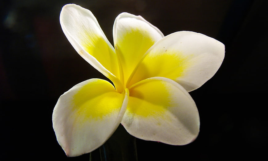 White and yellow frangipani flower close-up on dark background