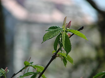 Close-up of fresh green leaves on a spring branch