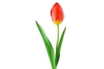 Single Red and Yellow Tulip on White Background