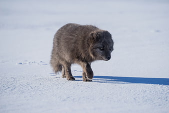 Arctic Fox Walking in Snowy Winter Landscape