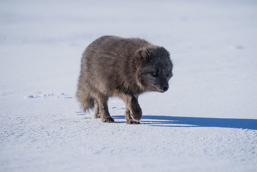 Arctic Fox Walking in Snowy Winter Landscape