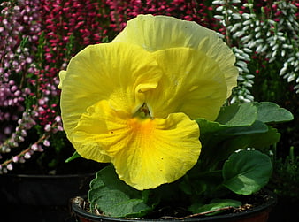 Close-up of a vibrant yellow pansy flower in a pot