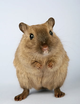 Cute Brown Gerbil Standing on White Background