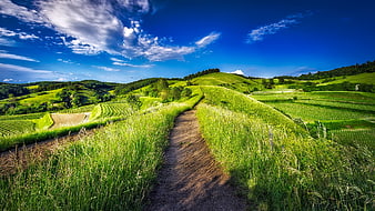 Scenic Summer Vineyard Landscape With Dirt Path And Blue Sky
