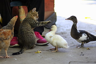 Tabby Cat Interacting With Ducklings And Chicken On Concrete
