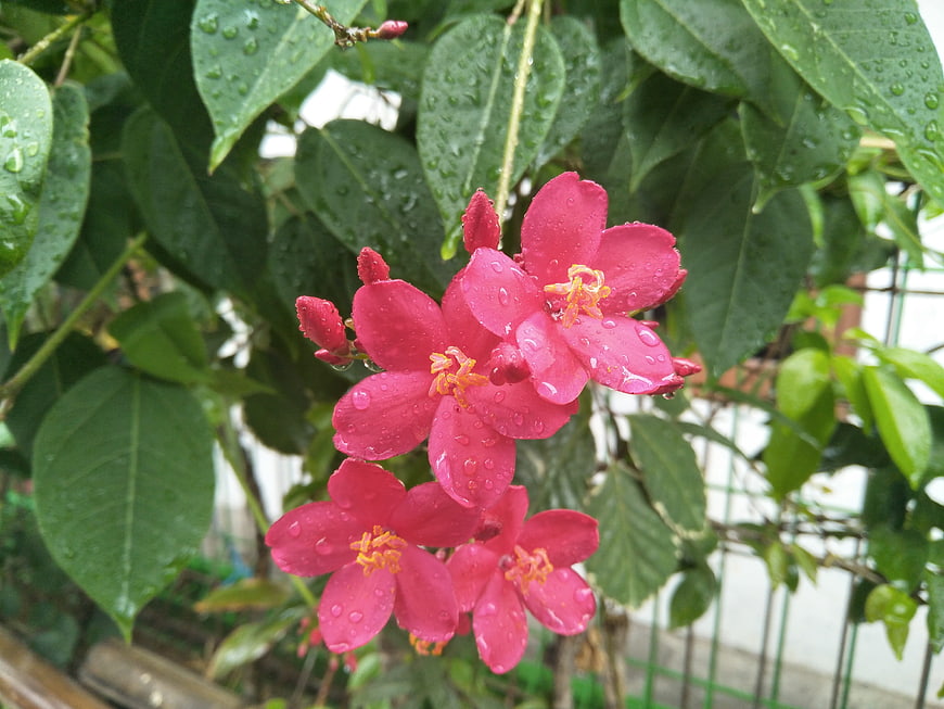 Vibrant Pink Flowers with Raindrops on Green Leaves