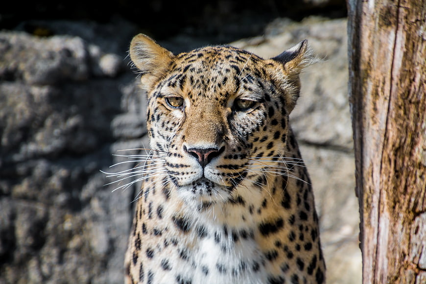Close-up portrait of a leopard with intense gaze