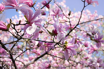 Pink Magnolia Blossoms on Branches Against Blue Sky