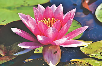 Vibrant Pink Water Lily Bloom on Green Pond Leaves