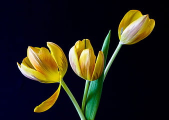 Yellow Tulips on Black Background