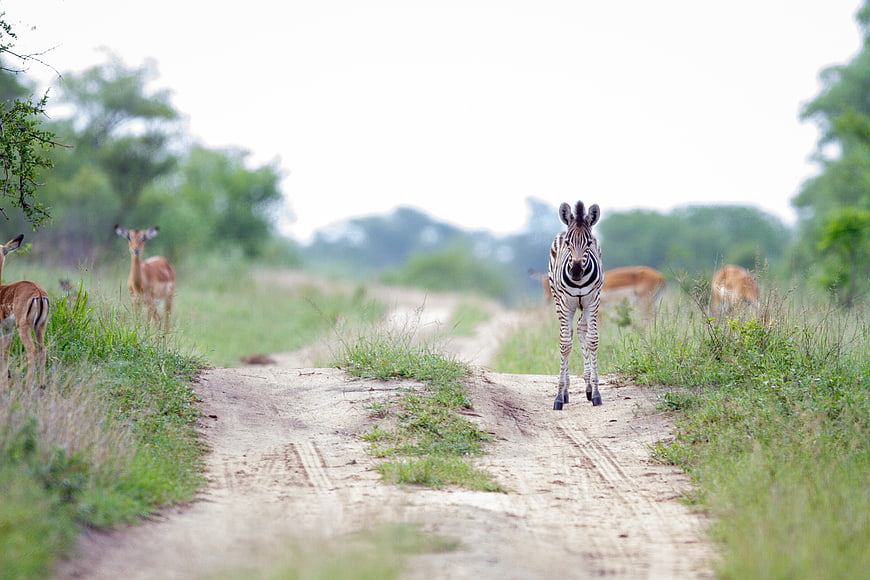 Baby Zebra Walking on Dirt Road with Antelopes