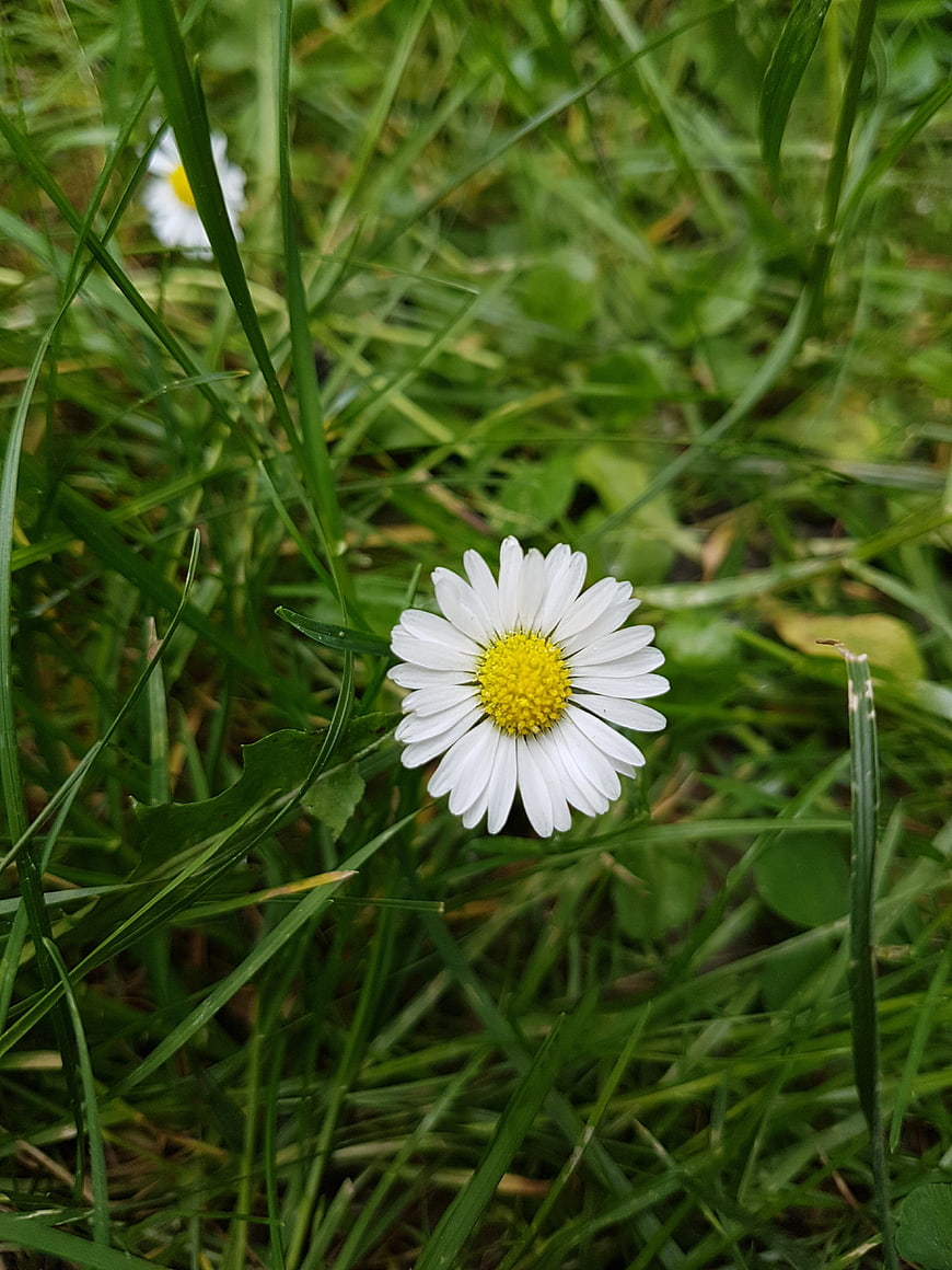 White Daisy Flower Blooming in Green Grass