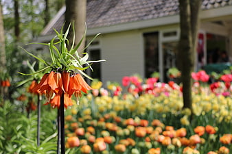 Orange Fritillaria Imperialis in Spring Garden