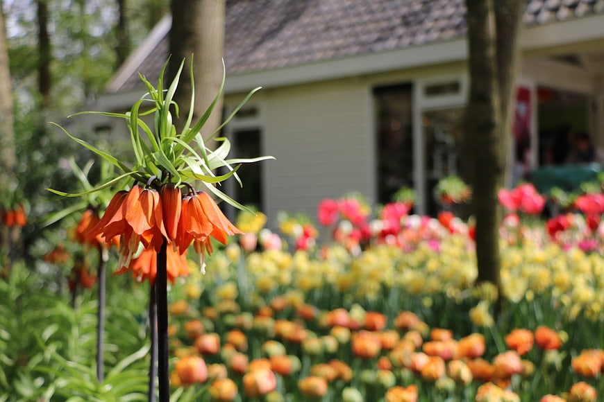 Orange Fritillaria Imperialis in Spring Garden