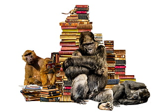 Conceptual collage of monkeys and gorillas reading books