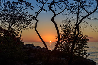 Sunset Silhouette Through Trees Over Ocean