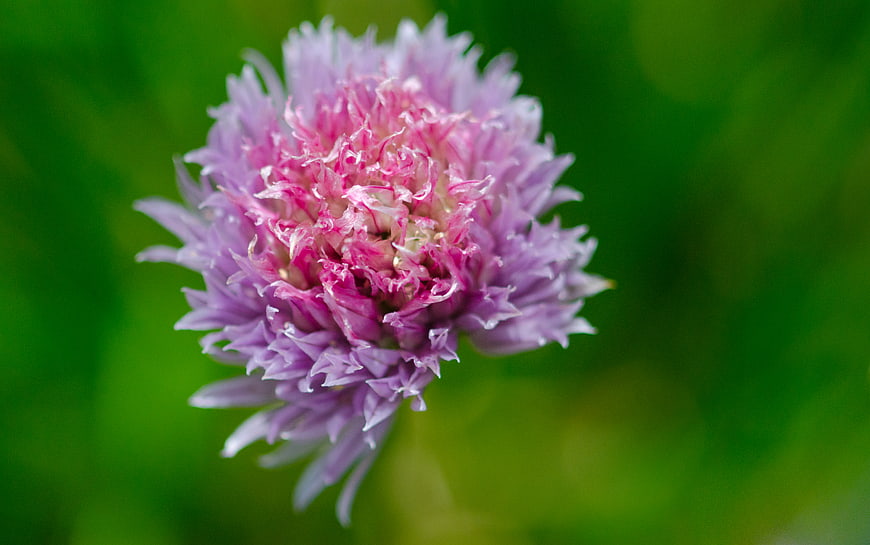 Close-up of a purple chive flower bloom on green background