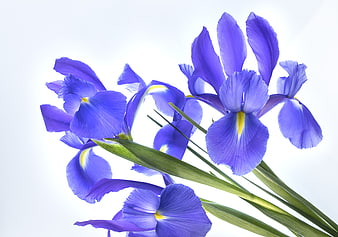 Vibrant Purple Iris Flowers Isolated on White Background