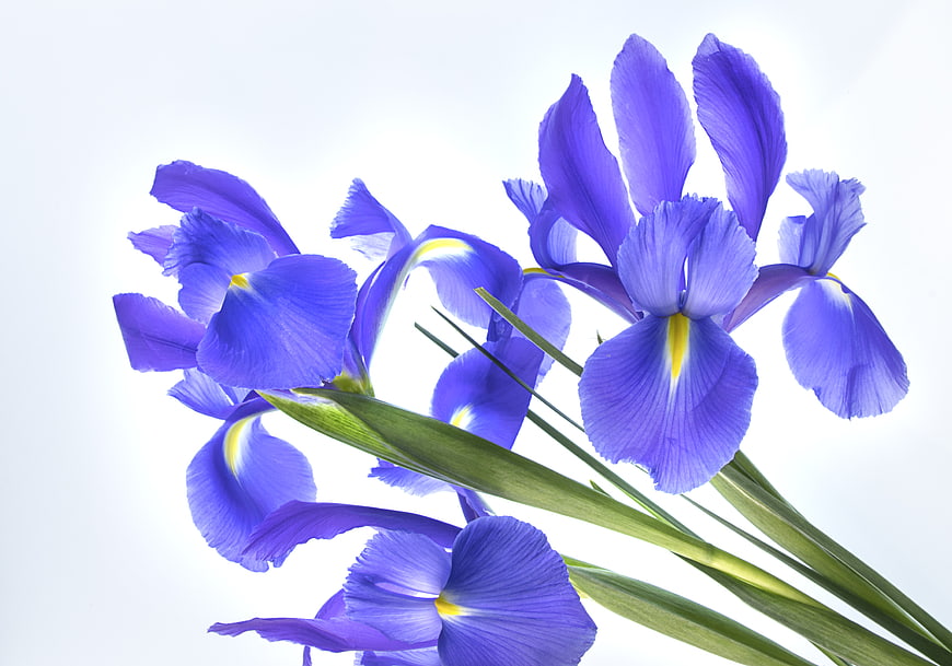 Vibrant Purple Iris Flowers Isolated on White Background