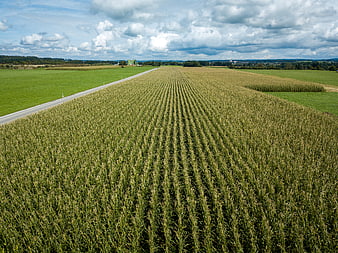 Aerial View of Green Cornfield Rows and Rural Road
