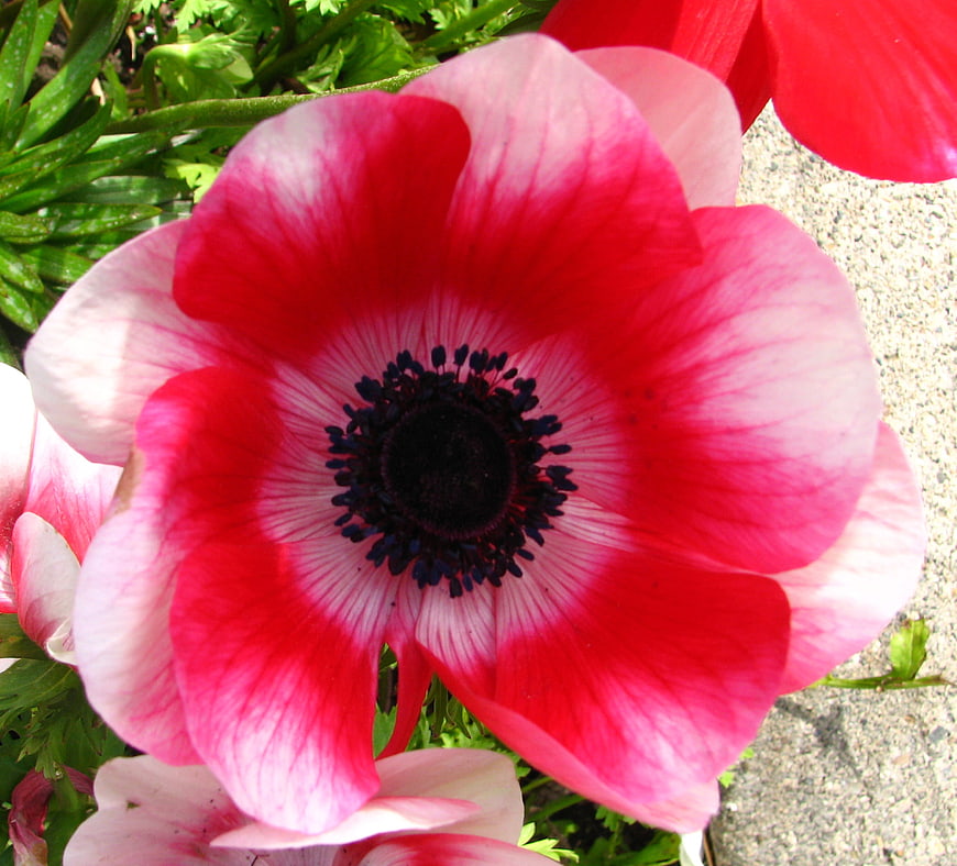Close-up of vibrant red and white anemone flower