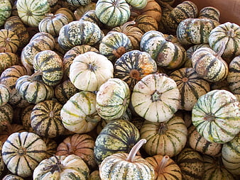 Pile of striped green and white decorative pumpkins