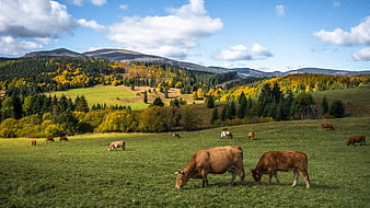 Cows grazing in green pasture with autumn mountains