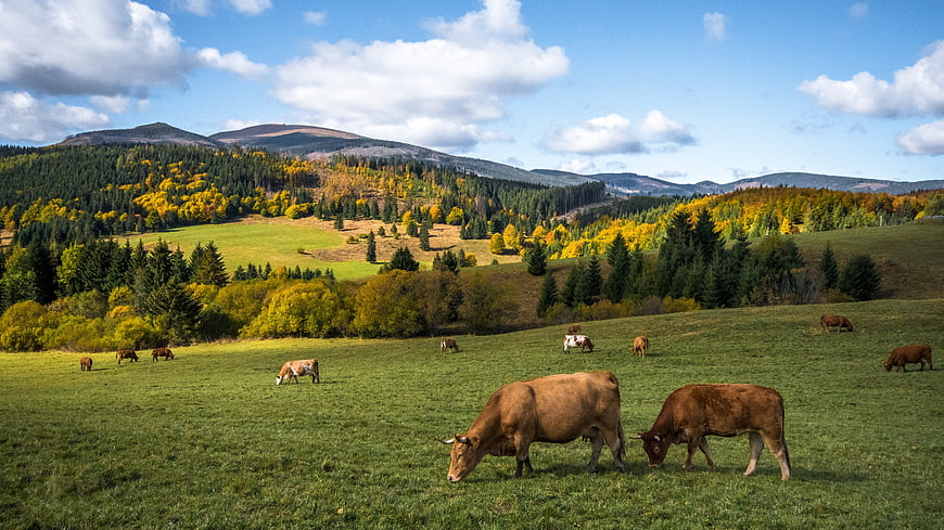 Cows grazing in green pasture with autumn mountains