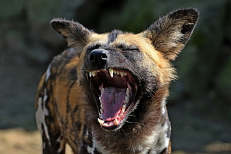 African Wild Dog Yawning Close Up Portrait