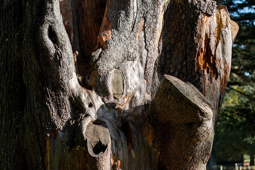 Close-up of weathered tree trunk with textured bark and sunlight