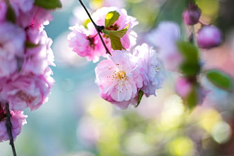 Close-up of pink cherry blossoms with soft bokeh background