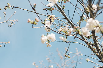 White Cherry Blossoms on Branches Against Blue Sky