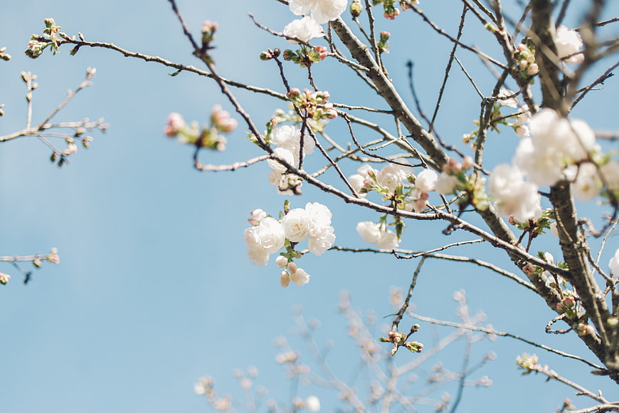 White Cherry Blossoms on Branches Against Blue Sky