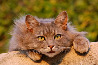 Fluffy Grey Tabby Cat with Yellow Eyes Resting on Wall