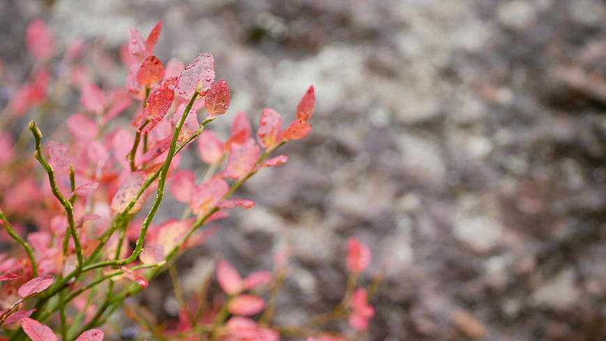 Close-up of red autumn leaves with water droplets on blurred background