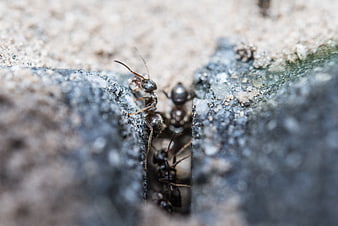 Macro Close-Up of Black Ants Emerging from Stone Crack