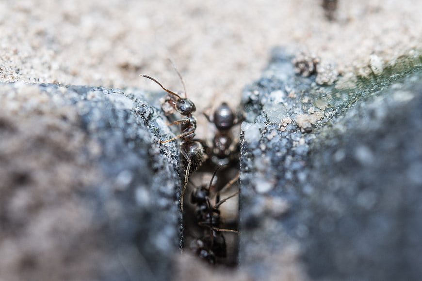 Macro Close-Up of Black Ants Emerging from Stone Crack