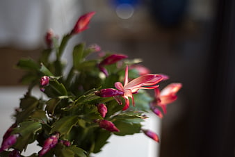 Close-up of blooming Christmas cactus with pink flowers