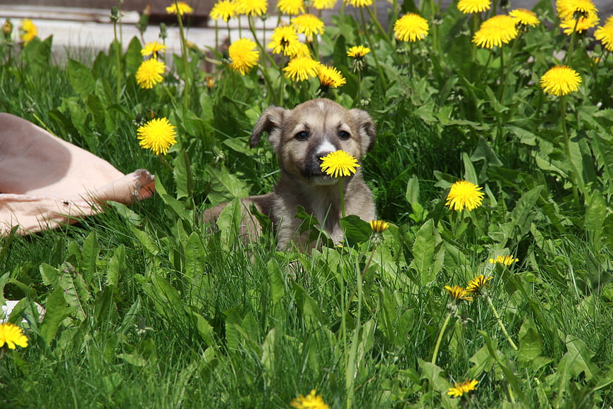 Cute puppy playing with dandelion in green grass