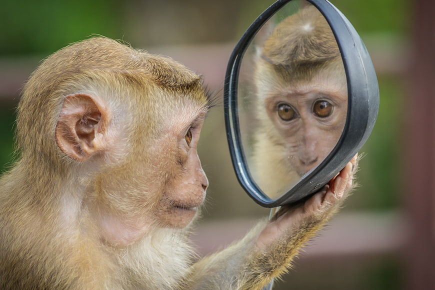 Monkey Looking At Reflection In Car Side Mirror