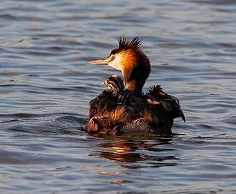 Great Crested Grebe with Chicks Swimming in Lake