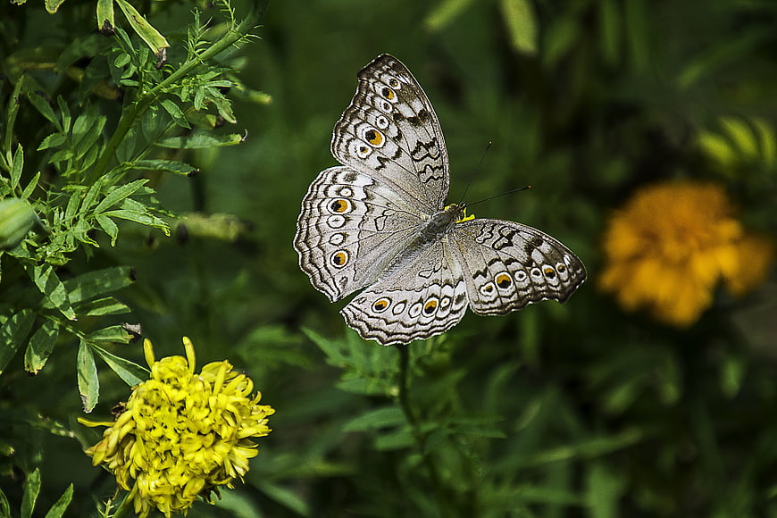 Gray Pansy Butterfly on Yellow Flower in Garden