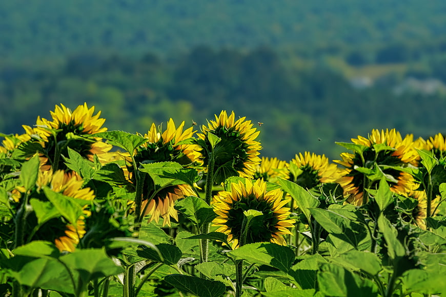 Sunflower Field With Blurred Green Hills In Summer