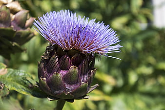 Blooming Purple Artichoke Flower Close-Up