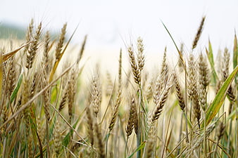 Close-up of golden wheat ears in a field