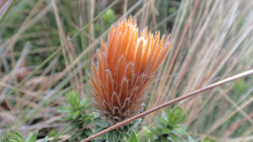 Close-up of fuzzy orange flower bud in grass