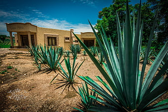 Agave plants in front of Casa Noble tequila distillery