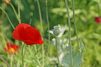 Red Poppy Flower and Seed Pod in Green Field