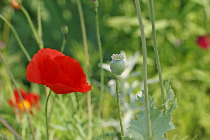 Red Poppy Flower and Seed Pod in Green Field