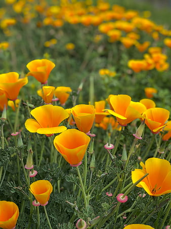 Vibrant Orange California Poppies in a Green Field